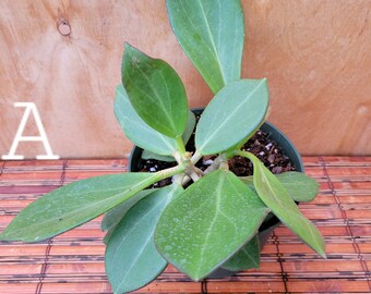 Hoya Pachyclada in 6 inch pots well established / Gorgeous leaves / Exact Plants