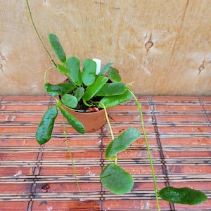May include: A Hoya plant with glossy, dark green, oval-shaped leaves growing in a small, round, terracotta-colored plastic pot. The plant features long, thin, trailing stems extending outward, with a small white plant marker visible in the soil.