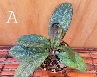 Hoya Crassipetiolata Splash in 3 inch pots / Well Established / Beautiful Splash Foliage / Exact Plants