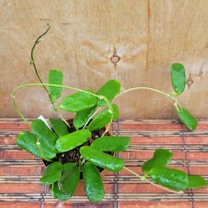 Hoya Rotundiflora in a 3 inch pot / Unique Rectangle Shaped Leaves / Well Established / Exact Plant