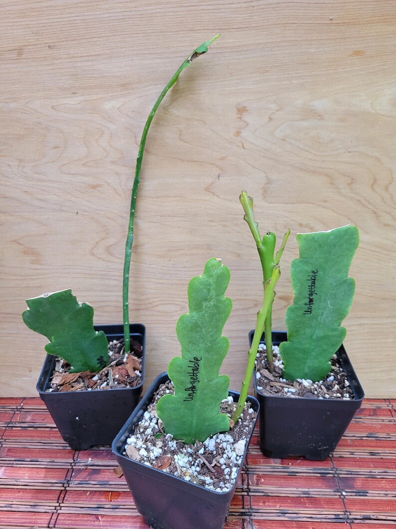 AnniesGardenAndPatio Epiphyllum - Thumbnail 5