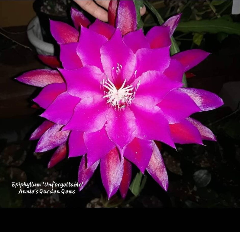AnniesGardenAndPatio Epiphyllum - Thumbnail 4