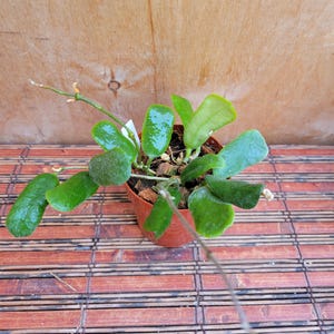 May include: A Hoya plant with glossy, succulent-like green leaves potted in a small orange plastic container. The plant features several stems extending outward, with some leaves showing a smooth texture and others appearing slightly textured.
