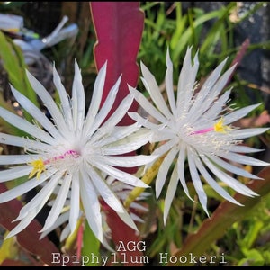 May include: Close-up of two white Epiphyllum Hookerii flowers with long, pointed petals. The flowers have pink and yellow centers, and are set against a background of green foliage and reddish-brown leaves. Text at the bottom reads "AGG Epiphyllum Hookerii".