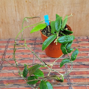 Hoya Lyi Noid - Etsy