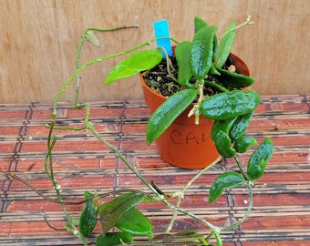 Hoya Lyi Noid - Etsy