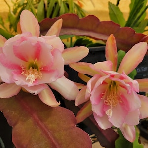 May include: Two blooming epiphyllum flowers featuring layered, soft pink petals with deeper magenta centers and pale yellow edges. The flowers have prominent white stamens and are attached to thick, flat, reddish-green succulent stems.