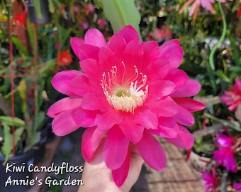 Kiwi Candyfloss Epiphyllum in 4 inch pots / Large flowers / Epicactus / Seller Select / Cuttings Option