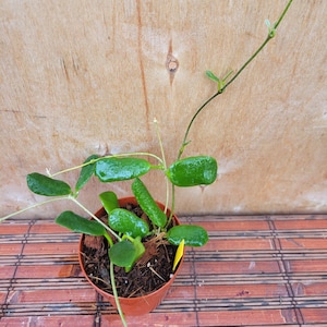 May include: A Hoya plant with glossy, dark green, succulent-like leaves growing in a round terracotta-colored plastic pot filled with dark potting soil. A single long, thin vine extends upward from the center, and a small yellow plastic plant marker is visible in the soil.