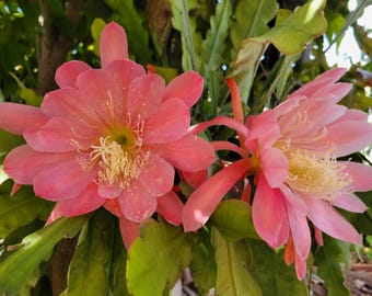Mable Wade Epiphyllum Cuttings / Large Flowers / Epicactus / Seller Select