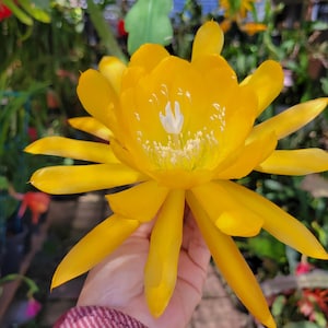May include: Close-up of a vibrant yellow flower with long, pointed petals. The flower's center features a white and yellow design. The background includes other plants and flowers, creating a natural setting.