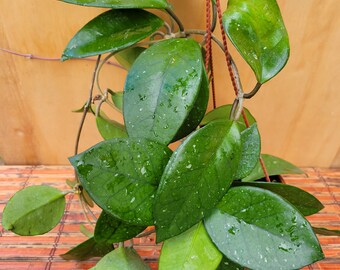 Hoya Fungii in a 6 inch hanging pot / Beautiful veined leaves / Beautiful flowers / Exact Plant / Blooming Size