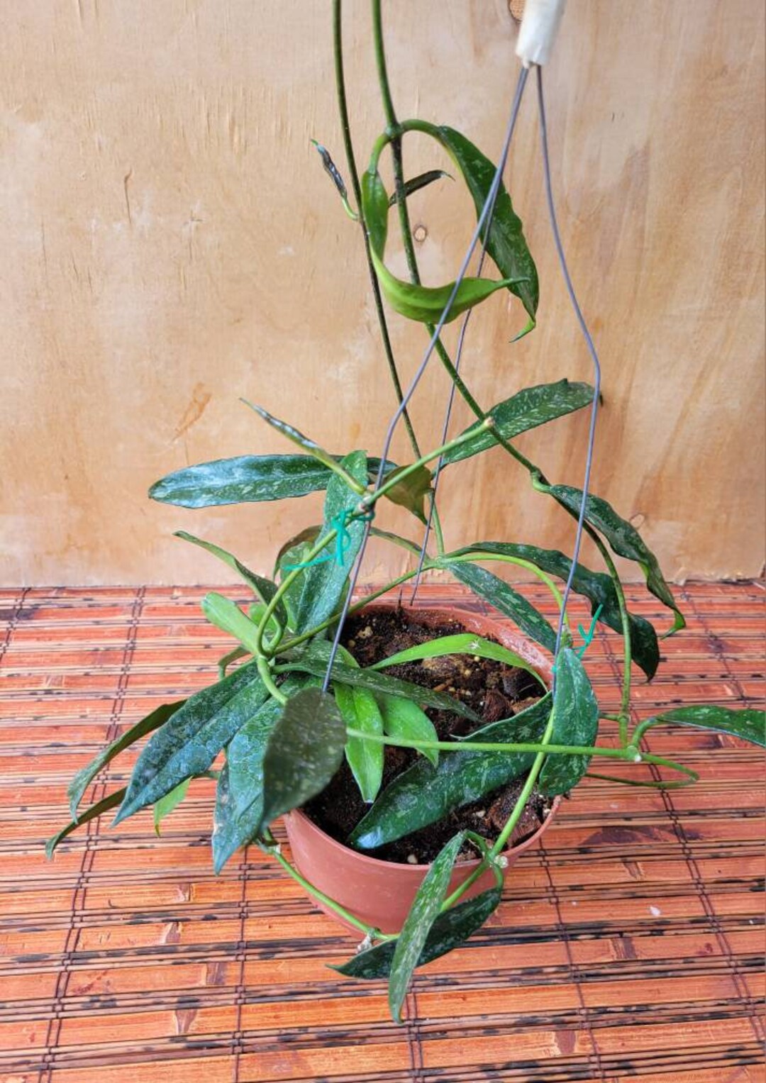 Hoya Griffithii Splash in a 6 Inch Pot / Rare / Exact Plant - Etsy