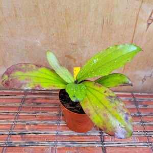 May include: A Hoya plant in a small brown plastic pot with broad, succulent-like leaves featuring a mix of bright green and reddish-purple coloration. The leaves have visible water droplets on their surfaces, and a small yellow plant tag is visible.