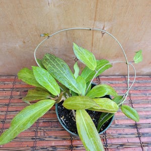 May include: A Hoya plant with long, pointed, light green leaves featuring prominent veining, potted in a dark container. The plant is supported by a thin, circular metal hoop trellis that arches over the foliage, with stems trained along the wire frame.