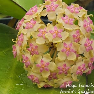 Hoya icensis Hoya seed023 カット苗 Hoya icensis Hoya seed023 カット苗 Hoya Icensis 023 - Etsy