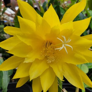 May include: A close-up of a vibrant yellow flower with multiple layers of petals. The flower has a white, star-shaped center and a textured, yellow stamen. The background is blurred with green foliage.