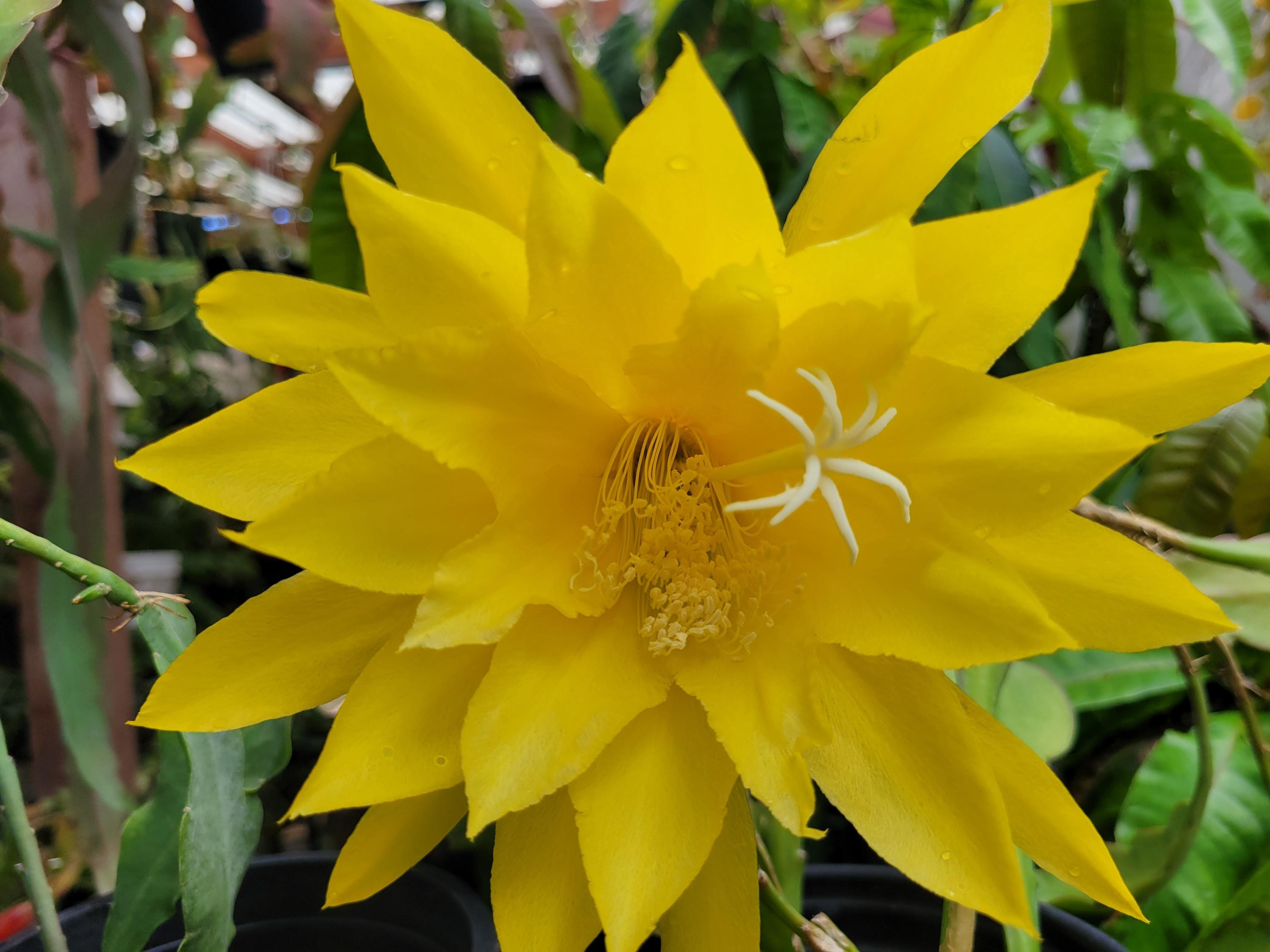 Pineapple Cactus - Etsy