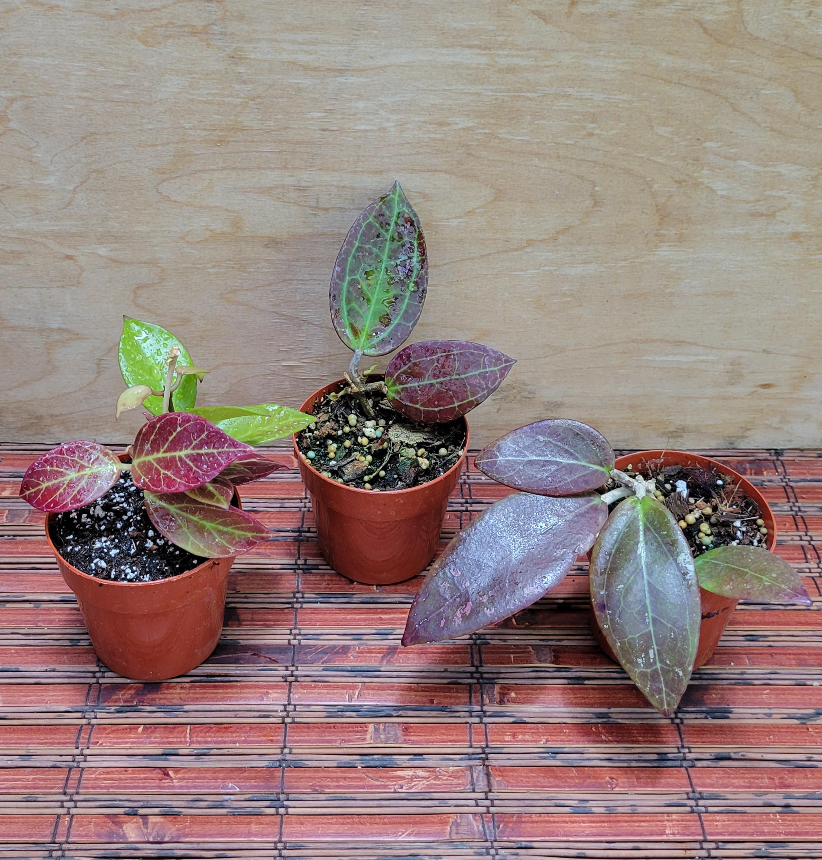 Hoya set of three (Sunrise, sp IV WMZ, sp Black Leaves EPC 301) in 3 inch pots / Well established / Exact Plants / Gorgeous Red Leaves