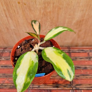 Hoya Acuta Inner Variegated in a 3 inch pot / Well Established / Exact Plant / Attractive Foliage