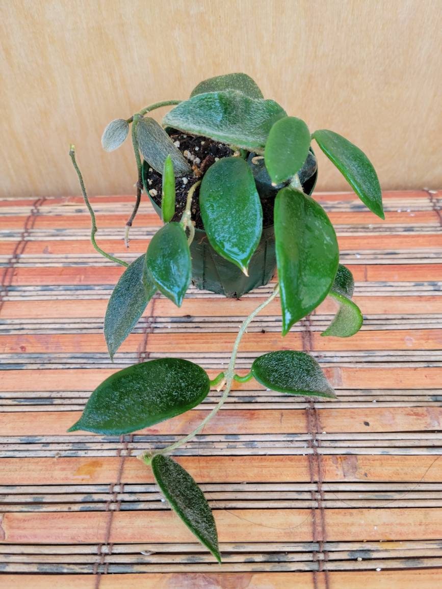 Hoya Thomsonii Pink or White in a 3 Inch Pot / Well - Etsy