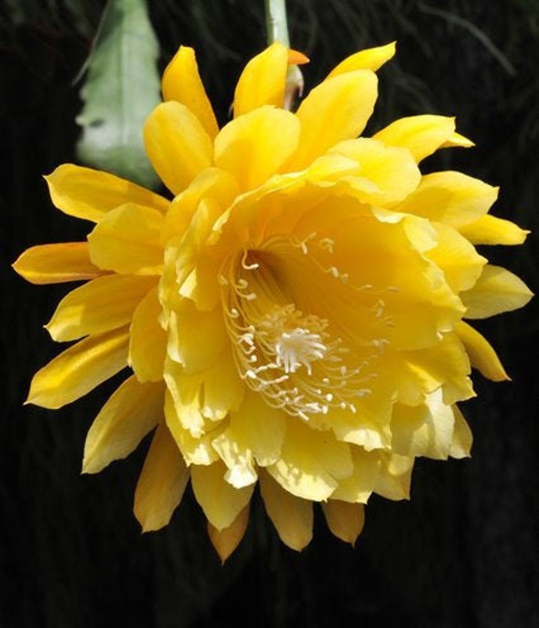 RARE Epiphyllum 'yellow Tang' in 2.5 Inch Pots / Well Etsy