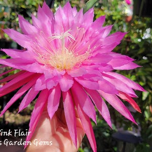 May include: A large, vibrant pink cactus flower with numerous pointed petals radiating from a central cluster of pale yellow stamens. The text "Pink Flair" and "Annie's Garden Gems" is printed in white in the lower left corner of the image.