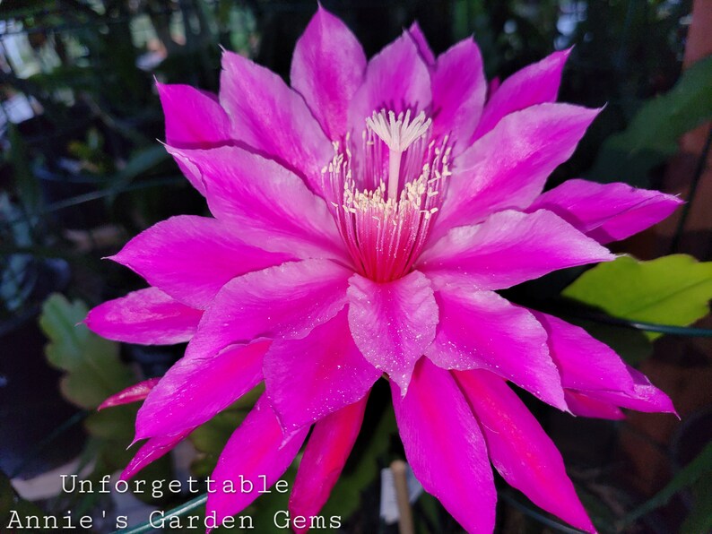 AnniesGardenAndPatio Epiphyllum - Thumbnail 3