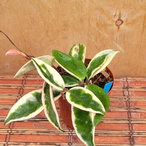 May include: A Hoya carnosa Krimson Queen plant in a brown plastic pot. The plant features waxy, pointed leaves with dark green centers and creamy white margins. Some leaves show a soft pink tint at the edges. A small blue plastic plant marker is visible.