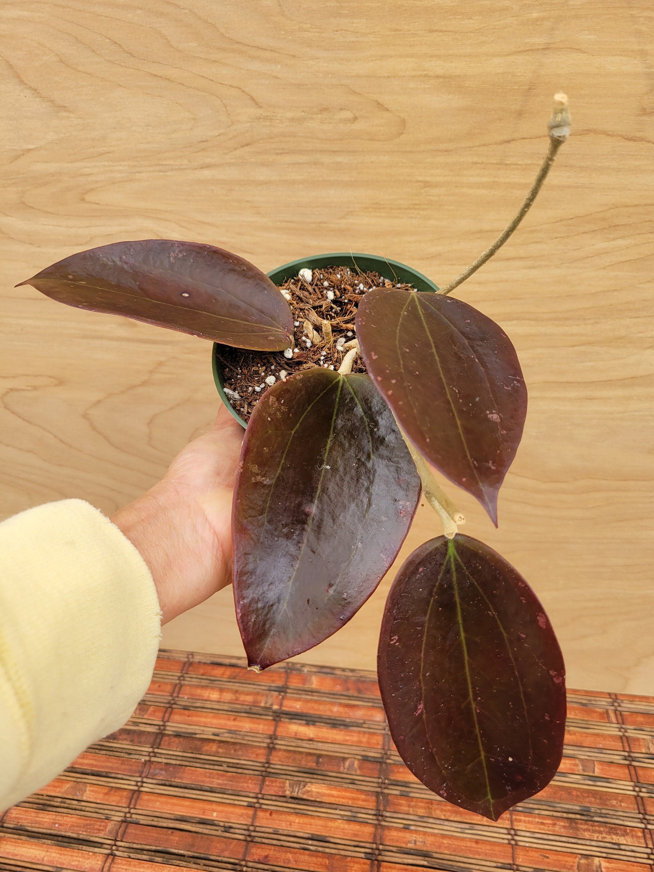 Hoya AH Black Magic in a 4.25 Inch Pot / Gorgeous Dark Burgundy