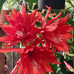 May include: Close-up of vibrant red cactus flowers with pointed petals and white stamens. The flowers are in full bloom, showcasing their intricate details. The image captures the beauty of the plant's blossoms.