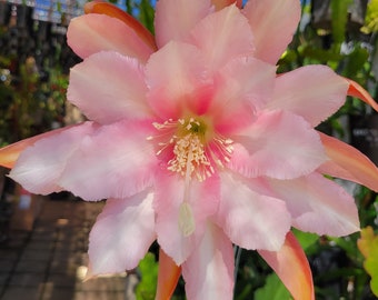Vanilla Sunset Epiphyllum in 4 inch pots / Epicactus / Well Rooted / Seller Select / Cuttings Option