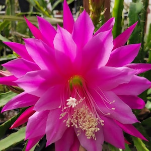May include: A vibrant magenta epiphyllum flower with numerous pointed petals radiating from a central point. The center features a cluster of delicate white stamens with yellow tips, surrounded by a pale green base, set against green cactus stems.