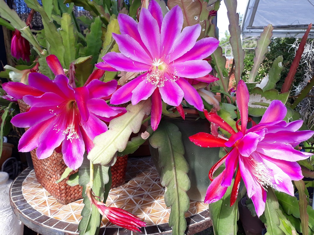 Epiphyllum Pegasus in 4 Inch Pots / Orchid Cactus / Well Etsy