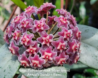 Hoya Pubicalyx Pink Silver Ghost - Etsy