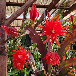 May include: Bright red flowers with spiky petals bloom on a plant with reddish-brown stems and leaves. The flowers are in various stages of bloom, with some still in bud form. The background includes wooden structures and other greenery, suggesting a greenhouse or garden setting.