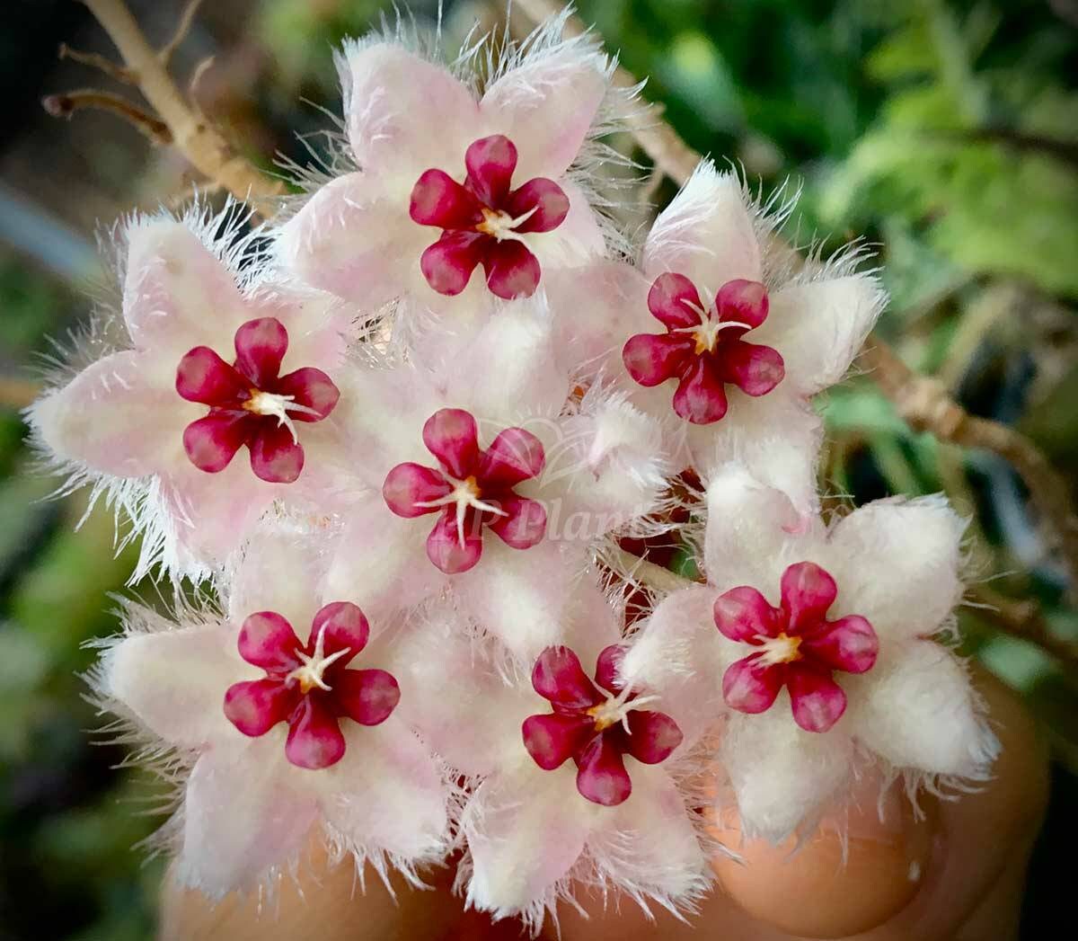 Хойя caudata. Хойя hoya caudata sumatra. Хойя caudata. Хойя caudata silver splash. Хойя каудата.