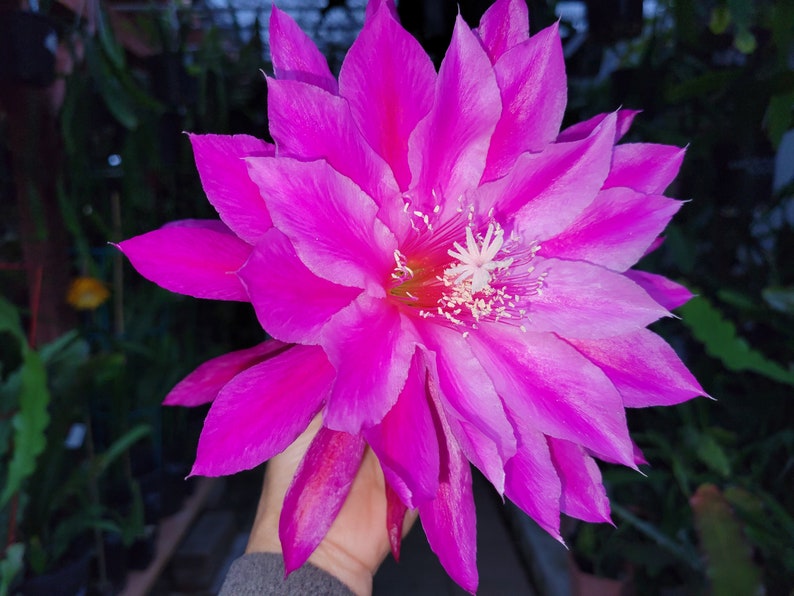 AnniesGardenAndPatio Epiphyllum