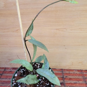 Hoya Wilbur Graves Silver in a 4.25 inch pot / Well Established / Gorgeous Silver / Exact Plant