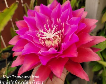 Kiwi Treasure Box Epiphyllum in 4 inch pots /  Medium Fragrant Flowers / Epicactus / Well Rooted / Seller Select