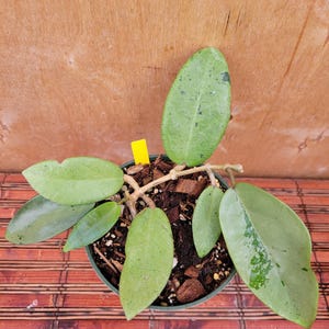 May include: A Hoya plant with variegated green leaves featuring light green and dark green speckles, planted in a dark plastic pot filled with chunky soil mix and wood chips, accompanied by a small, bright yellow rectangular plant marker.