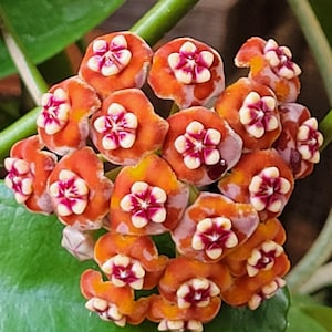 Hoya Meliflua in 4.25 Inch Pots / Beautiful Flowers / Exact Plants