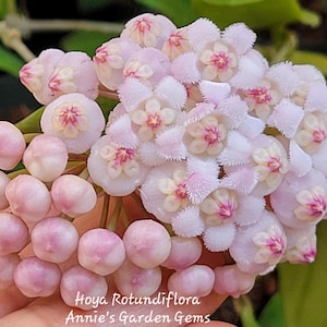 Hoya Rotundiflora in a 4.25 inch pot / Unique Rectangle Shaped Leaves / Well Established / Exact Plant