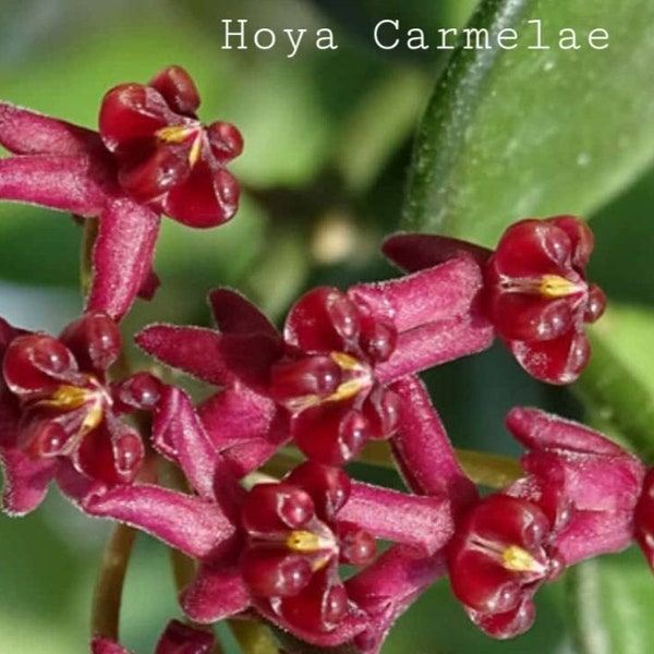 Hoya Carmelae in 3 inch pots / Small Leaf Hoya / Well Established / Exact Plants