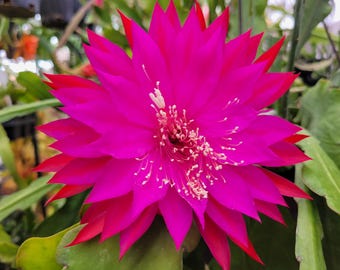 Neon Smile Epiphyllum Cuttings / Medium to Large Flowers / Epicactus / Seller Select