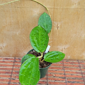 May include: A potted Hoya plant with large, oval, green leaves. The leaves have a textured surface and dark spots. The plant is in a dark green pot, set against a light brown wooden background.