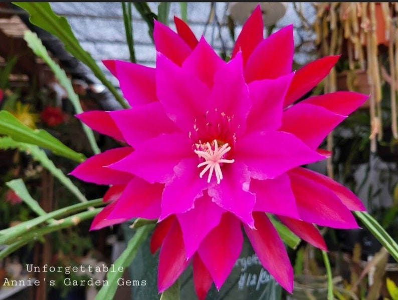 AnniesGardenAndPatio Epiphyllum - Thumbnail 2