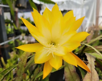 Kiwi Honey Gold Epiphyllum Cuttings / Large Flowers / Slightly Fragrant / Epicactus / Seller Select