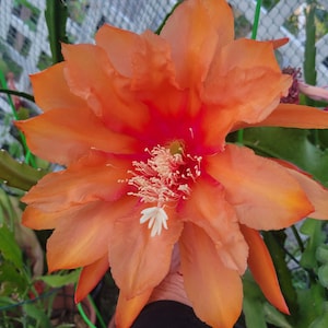 May include: Close-up of a vibrant orange flower with multiple petals. The flower has a deep red center and white stamens. The petals have a gradient of colors, from orange to yellow. The flower is surrounded by green leaves and stems.
