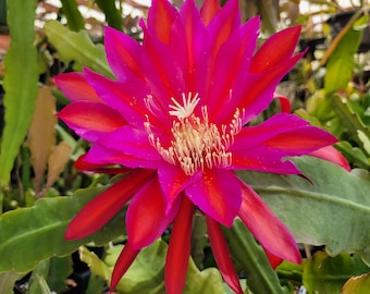 Fasan Epiphyllum in 4 inch pots / LargeFragrant Flowers / Well Rooted / Epicactus / Seller Select Cuttings Option